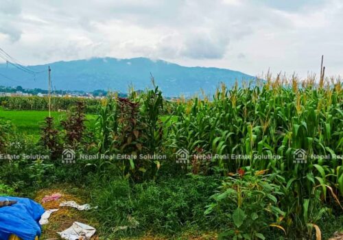 Land For Sale In Mulpani