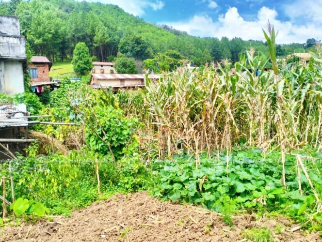 land for sale in Phaidol Marg, Lele, Lalitpur