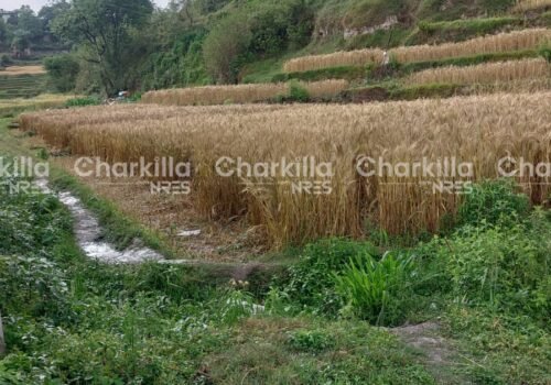 3 Ropani land for sale in Duwakot, Bhaktapur