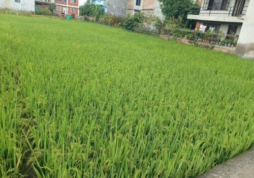 2 Ropani of land for sale in Thimi, Bhaktapur