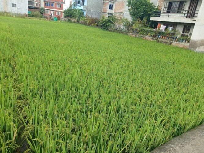 Land for sale